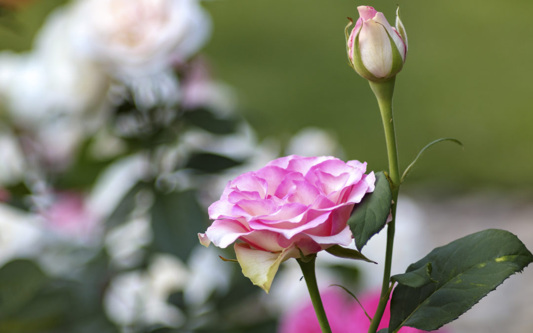 Cos’è la Rosa Damascena e quali sono i suoi benefici?